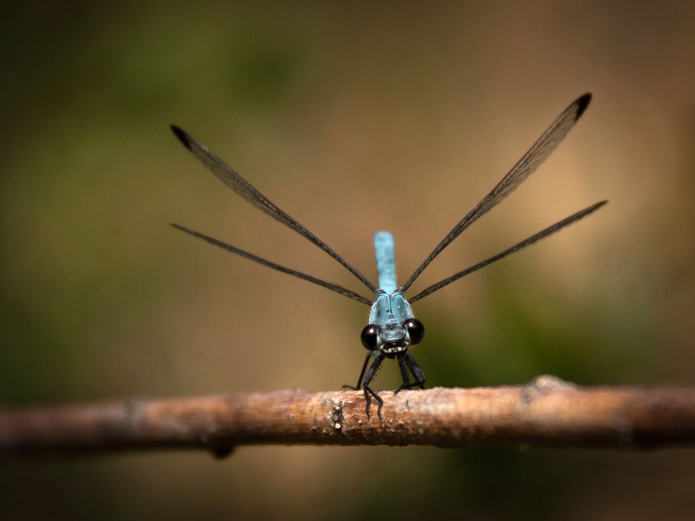 Фотография автора Hosein Davoodi