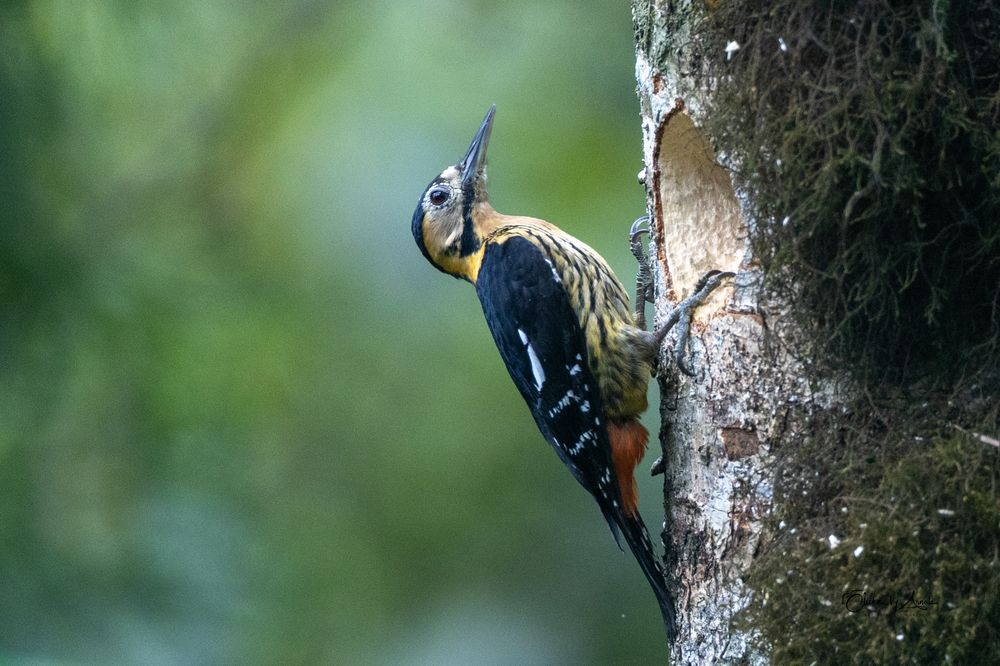 Nesting of Darjeeling Woodpecker