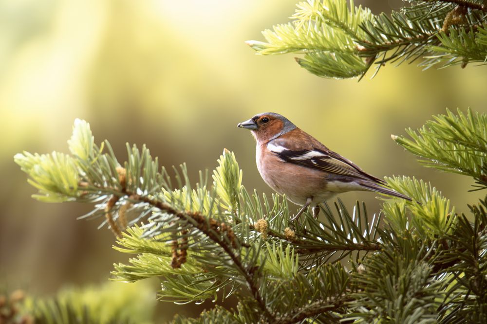 Фотография автора Anna Shchurok