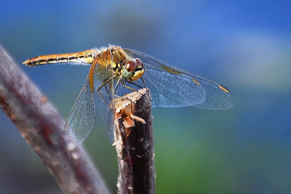 Photograph by Елена Гасенко