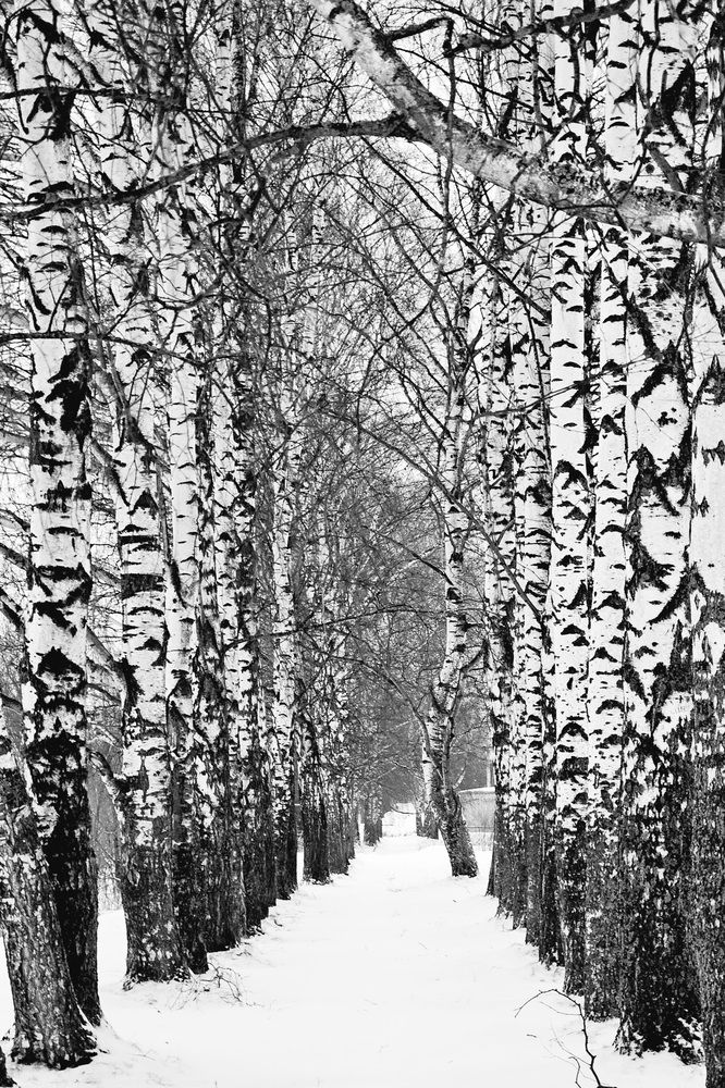 Photograph by Елена Ефимова