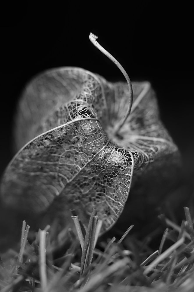 Фотография автора Rohit Maurya