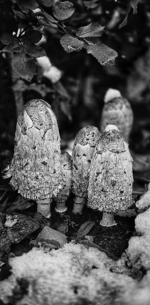 Грибы в ноябре