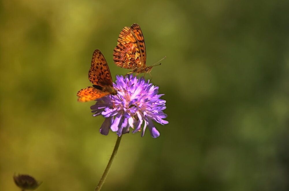 Photograph by Сергей Клапишевский