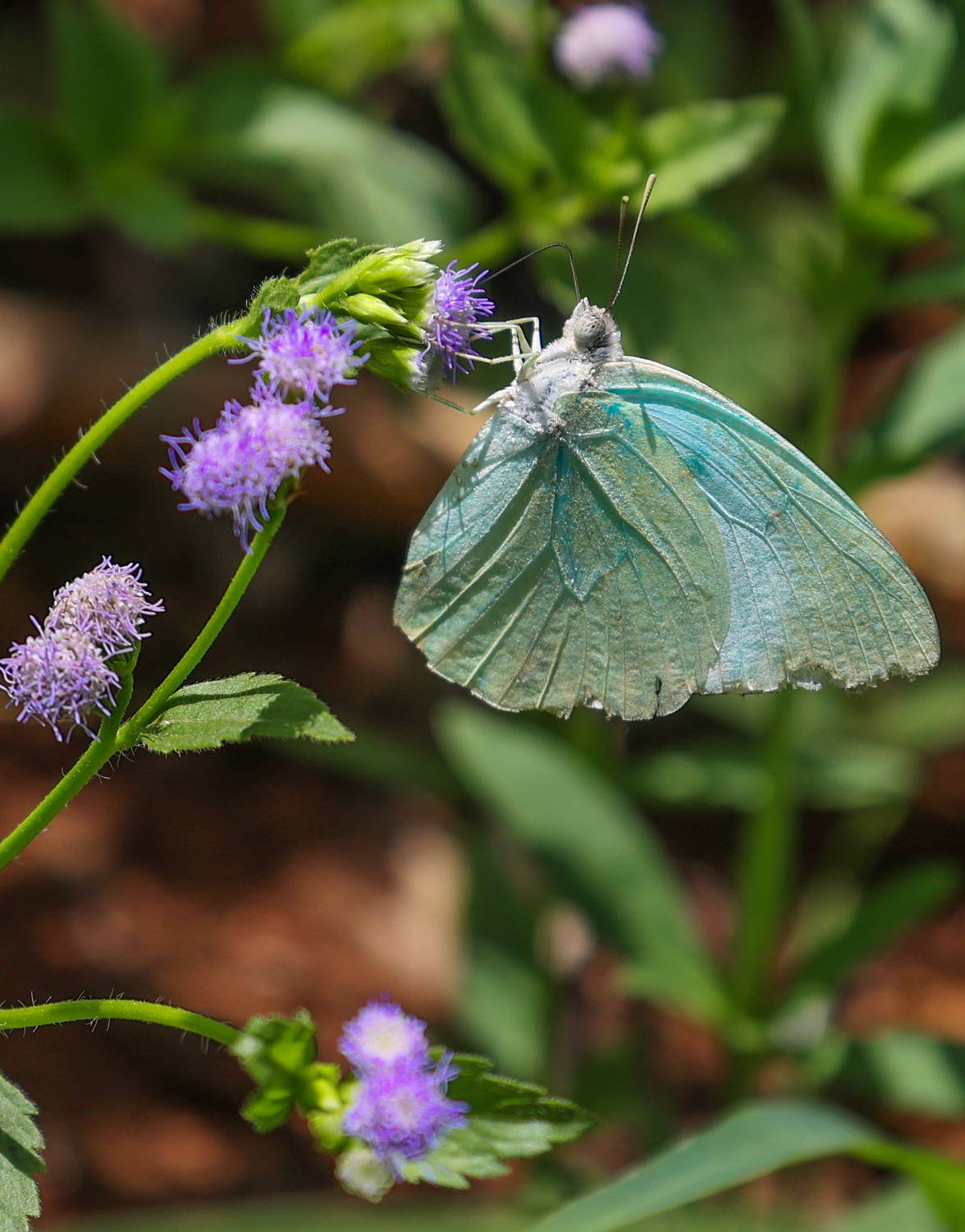 Фотография #11927790