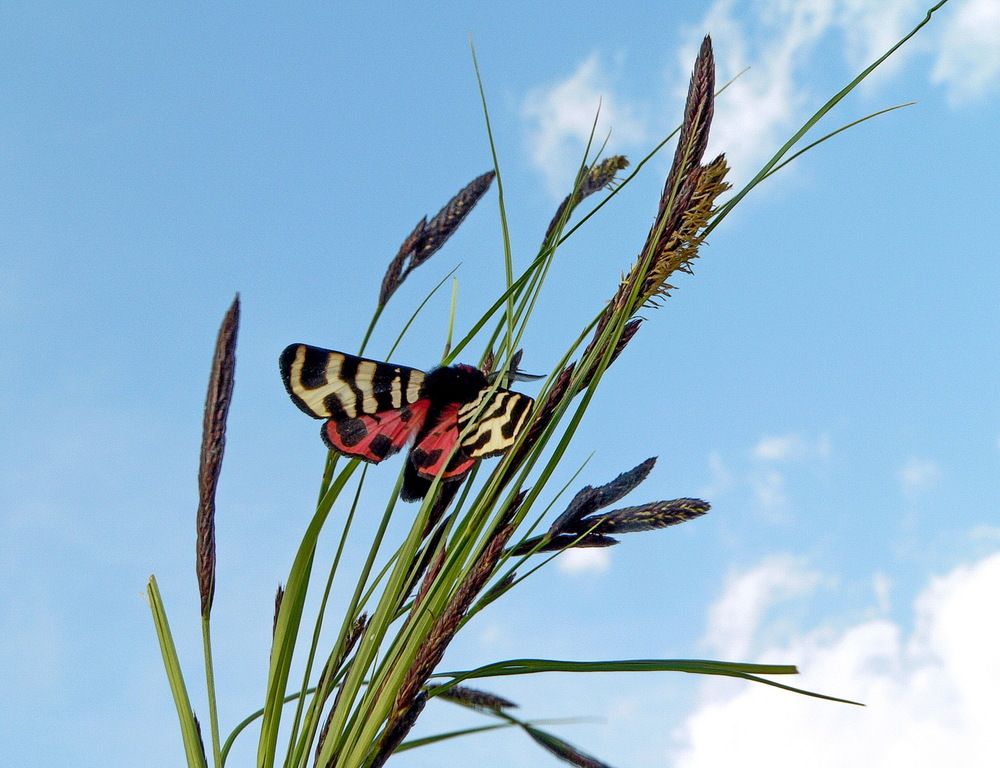 Фотография автора Александр Челмодеев