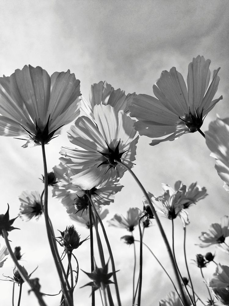 Photograph by Людмила Прибылова