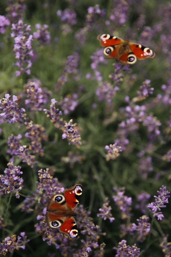 Фотография автора Наталья Боярина