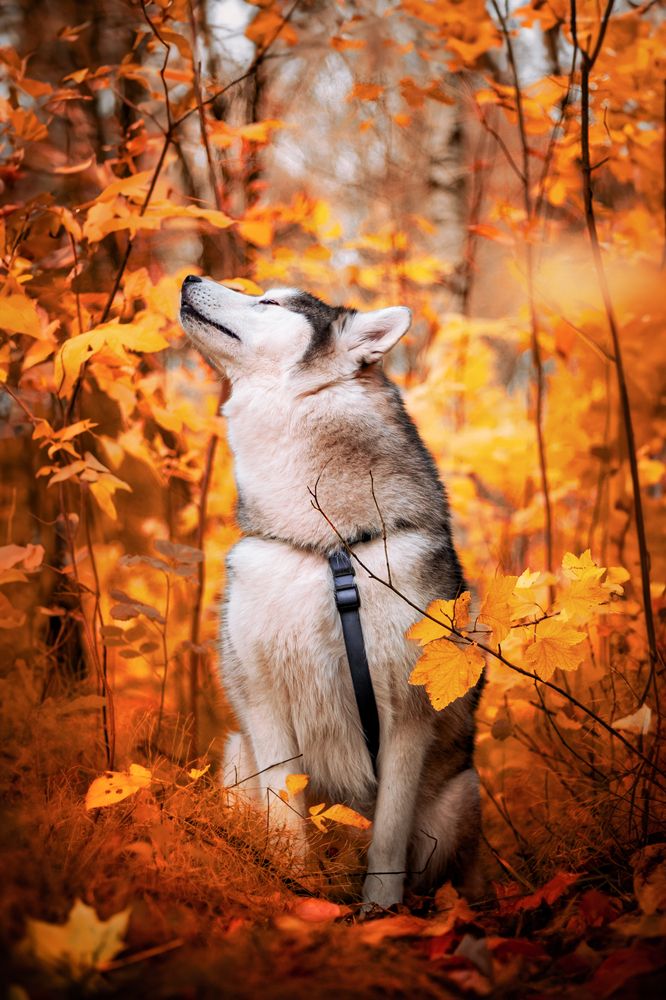 Photograph by Марина Соловьева