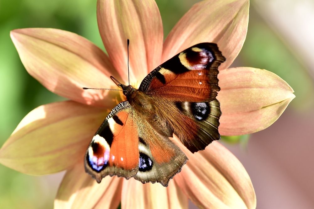 Бабочка павлиний глаз