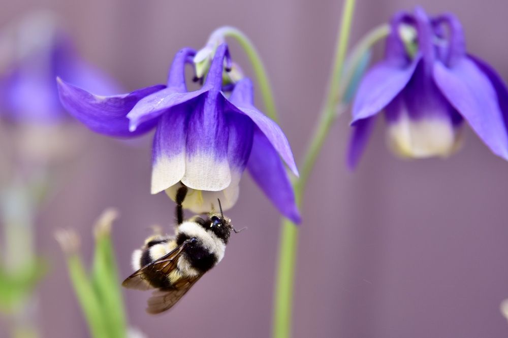 Мохнатый шмель