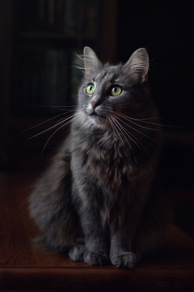 Портрет в тёмных тонах.