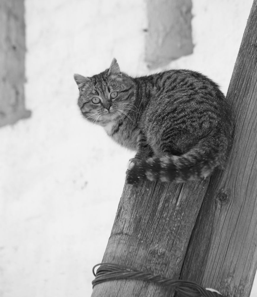 Фотография автора Александр Кожевников