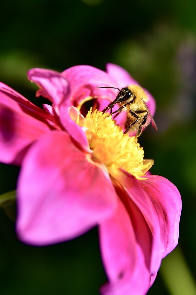 Труженица пчёлка