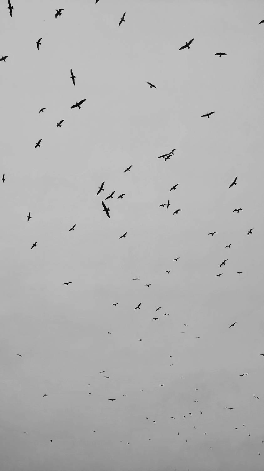 Photo #11927944