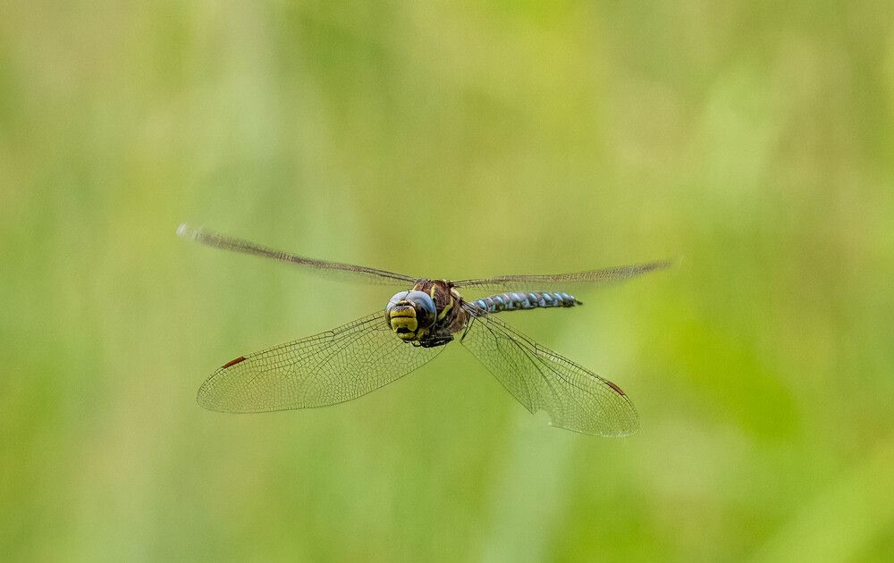 Photograph by Леонид Гришаев