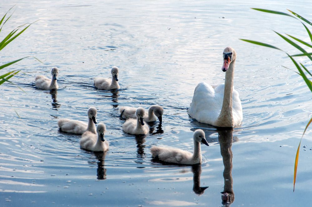 С мамой. ( Лебеди, утки, лысухи)