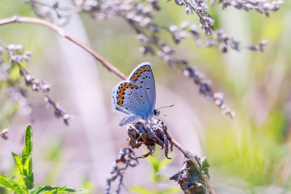 Photograph by Денис Гайдуков