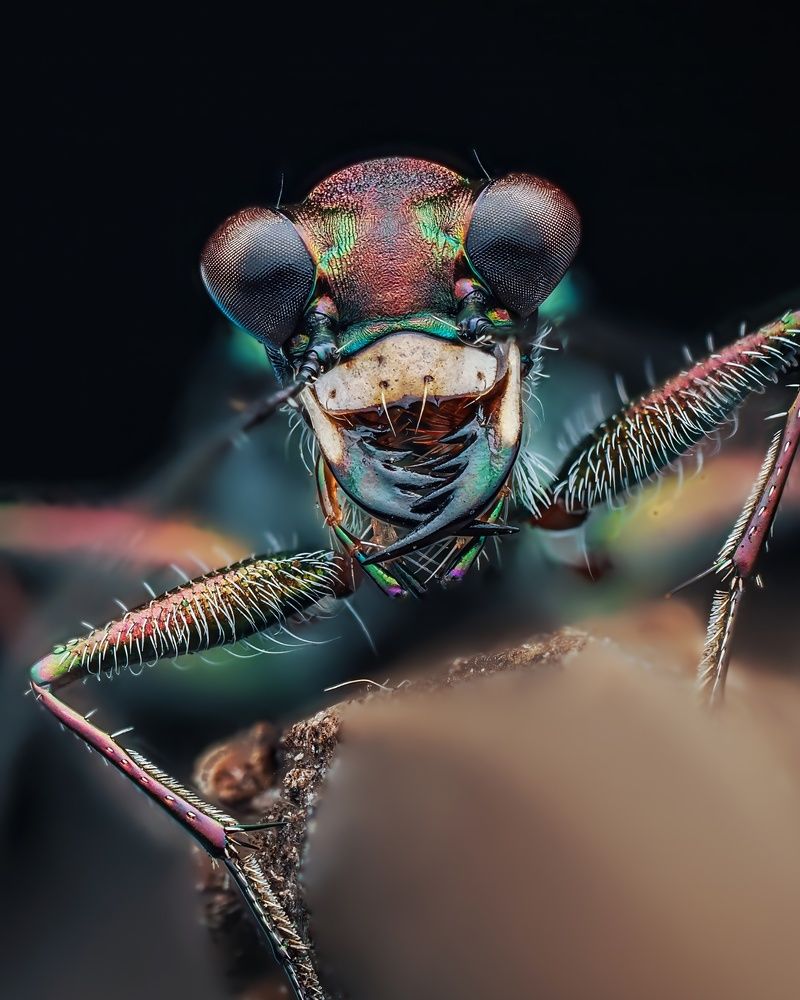 Photograph by Hardeep Solanki