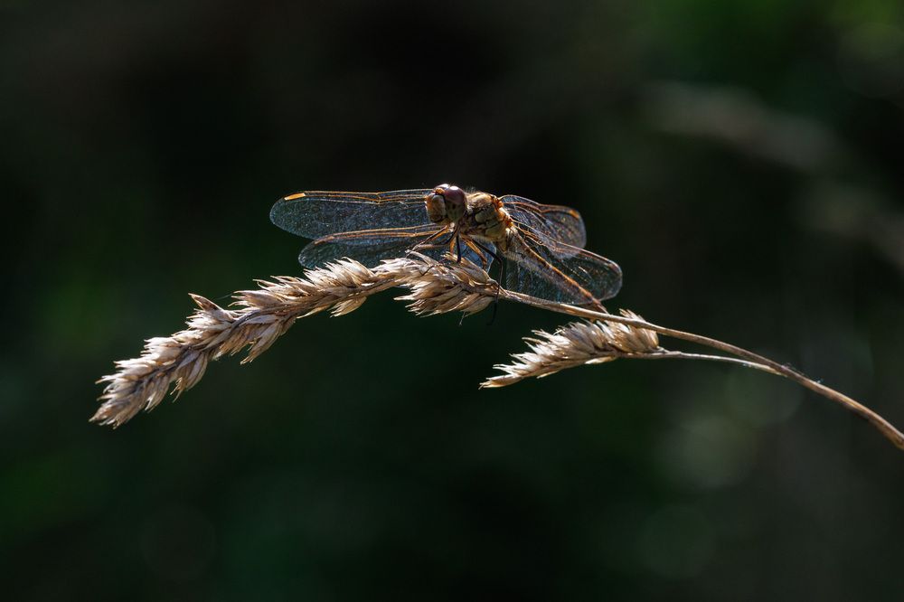 Photograph by Людмила Аксенова