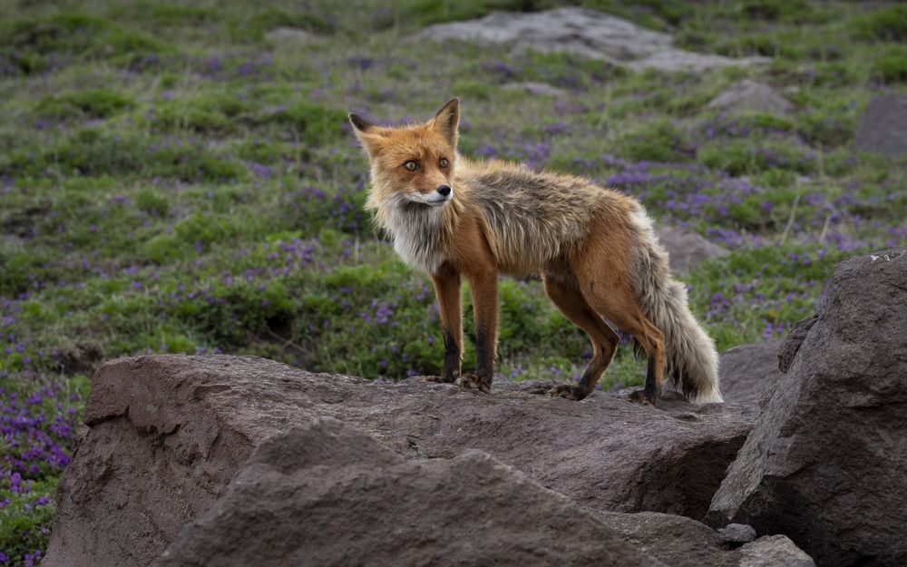 Photograph by Светлана Шишкова