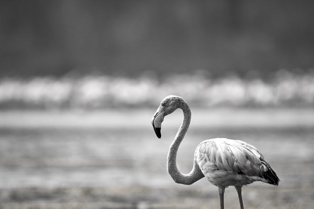 Photograph by Vikrant Khedekar