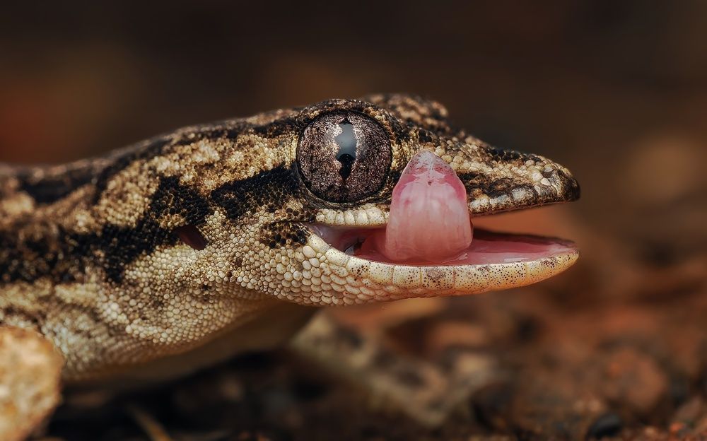 Photograph by Hardeep Solanki