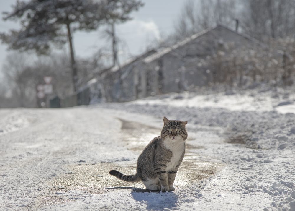 Фотография автора Svirin Vadim