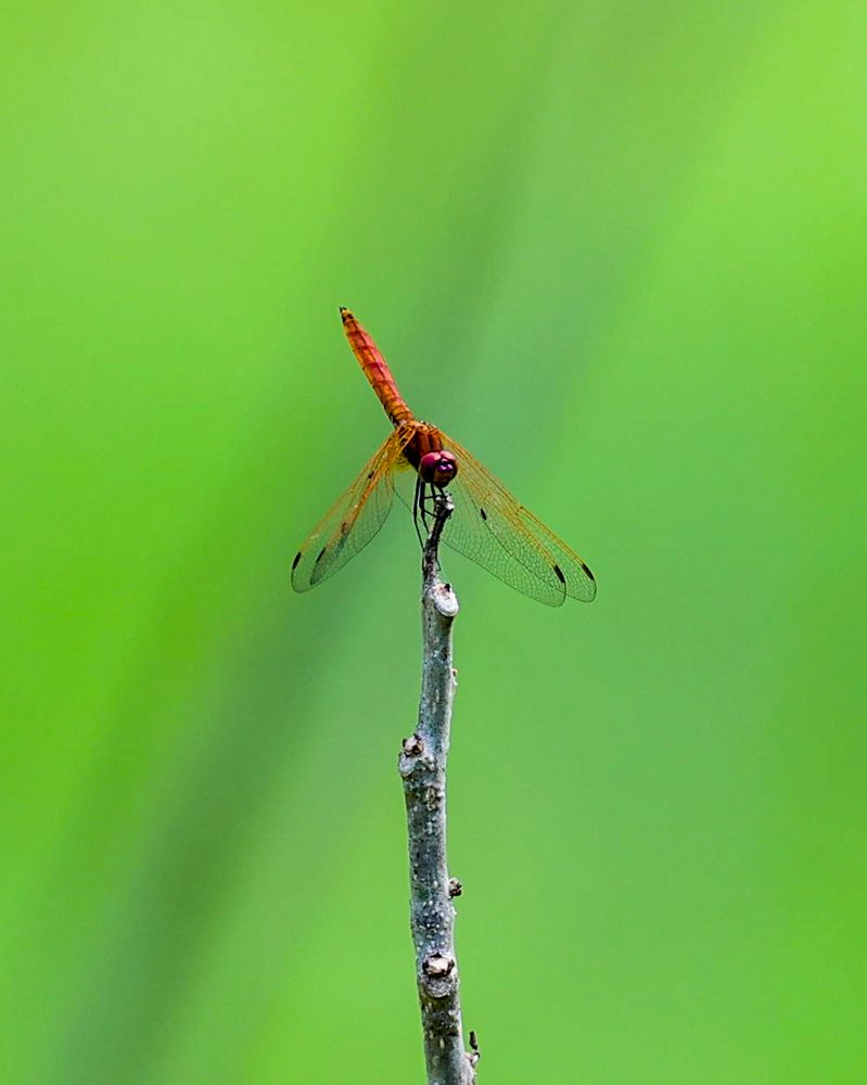 Photograph by Arnab Sarkar