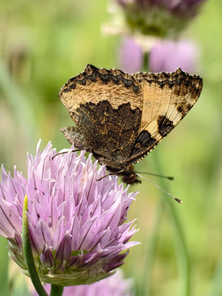 Photograph by Евгений Симион