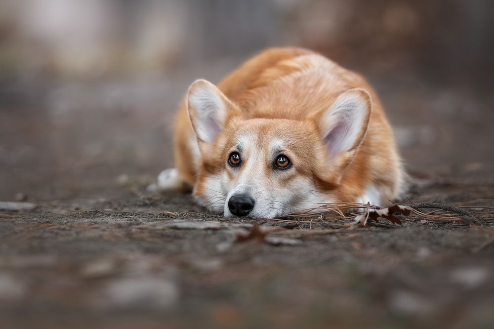 Photograph by Наталья Орел