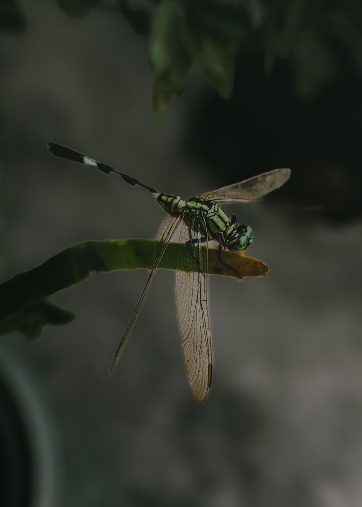 Photograph by Dr.vikram Rajpoot