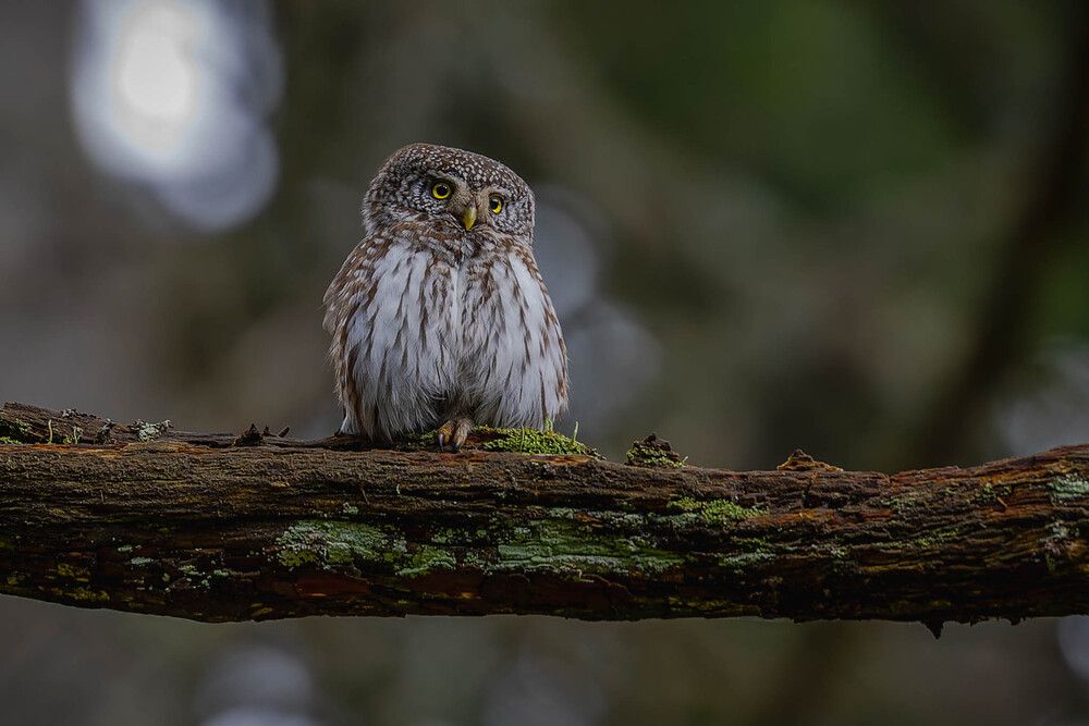 Photograph by George Alexandru Ghiuro