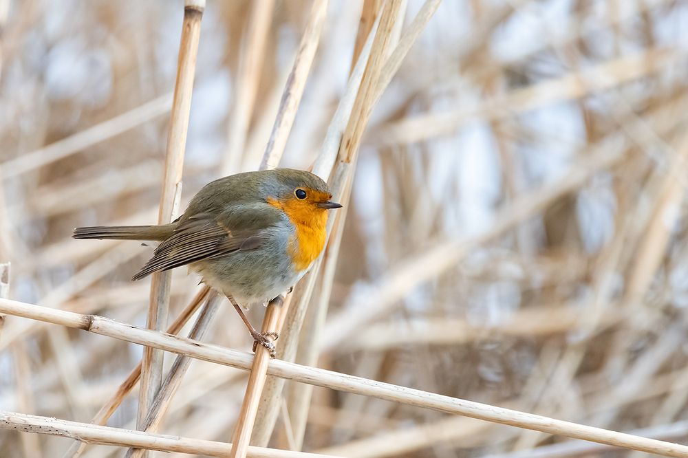 Photograph by Абросимов Александр