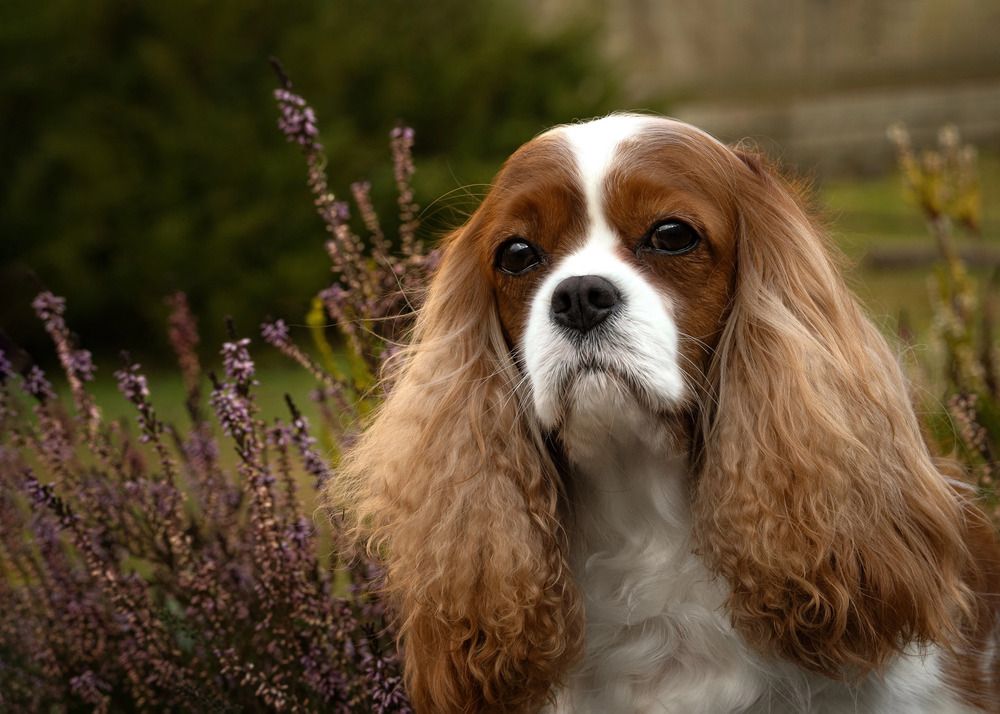 Photograph by Елена Игнатович