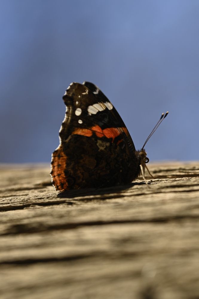 Photograph by Sallys Vision