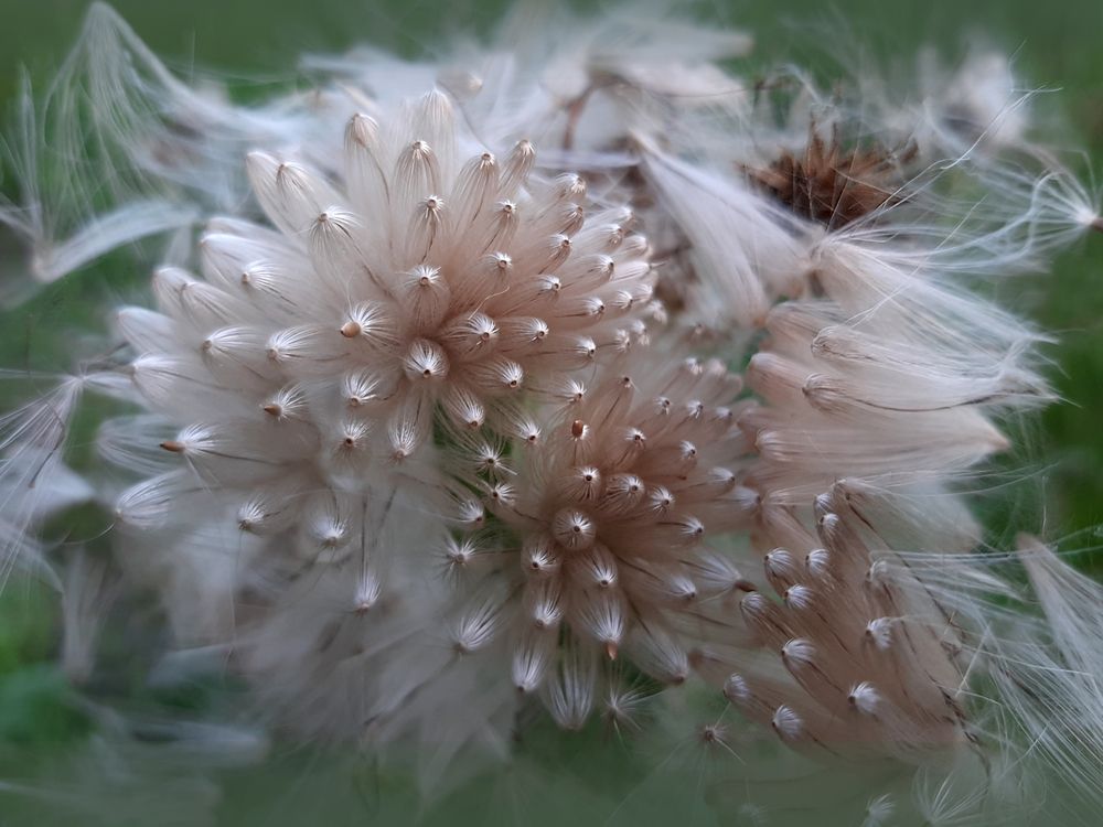 Чертополох такой разный и прекрасный
