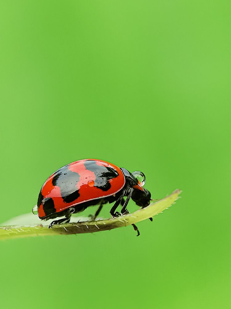 Photograph by Mohd Hasri