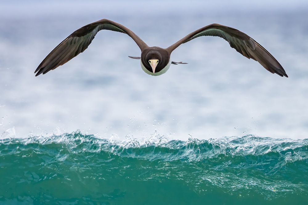 Brown Booby