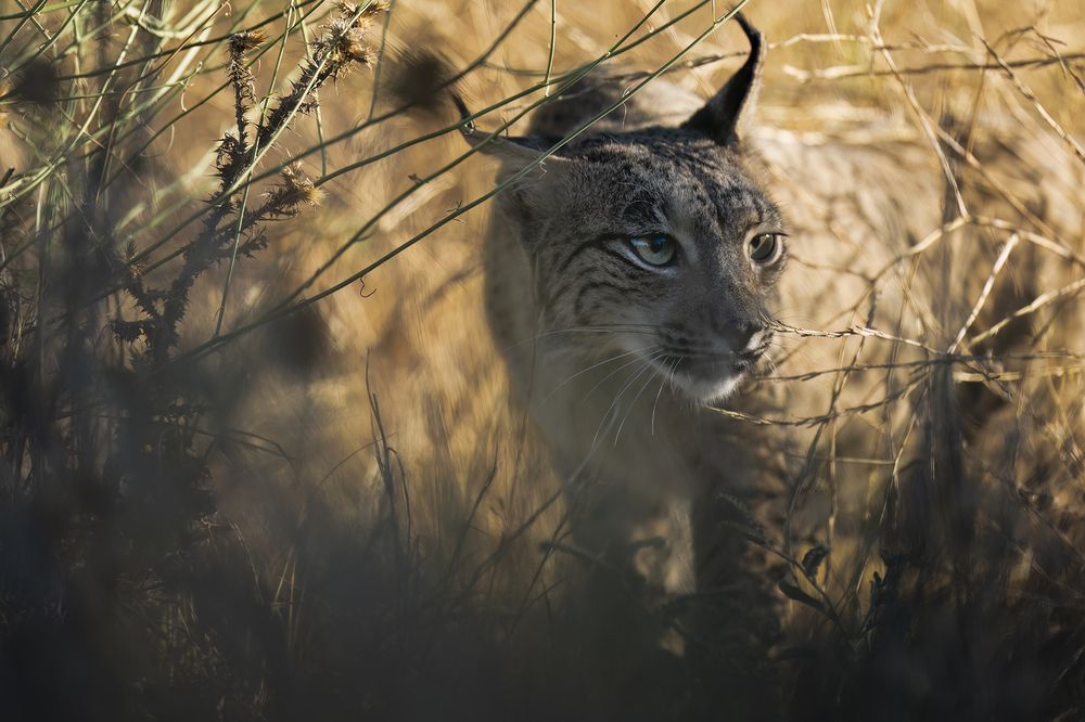 Photograph by Alexandra Surkova