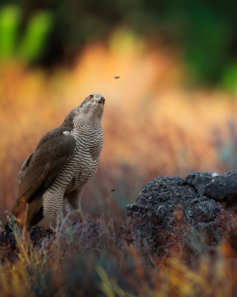 Photograph by Alexandra Surkova