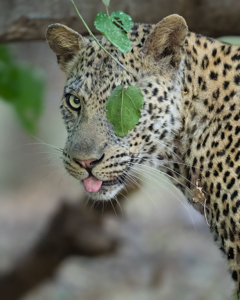 Photograph by Alexandra Surkova