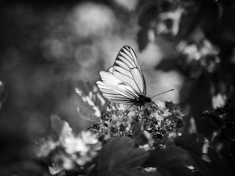 Photograph by Елена Берсенёва