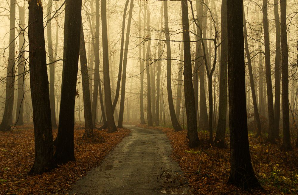 Фотография автора Александр Андреянов