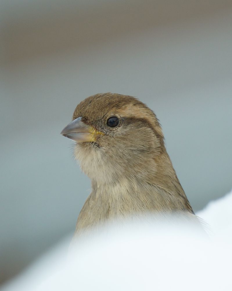 Фотография автора Сергей Затямин