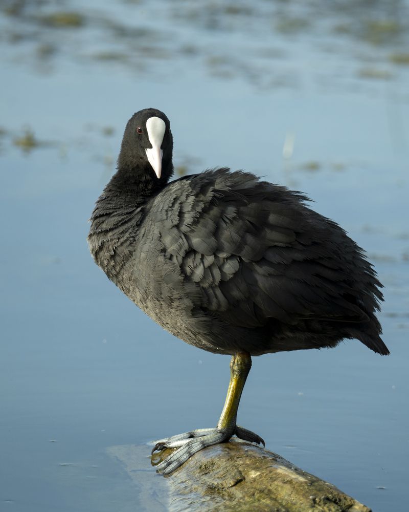 Фотография автора Сергей Затямин