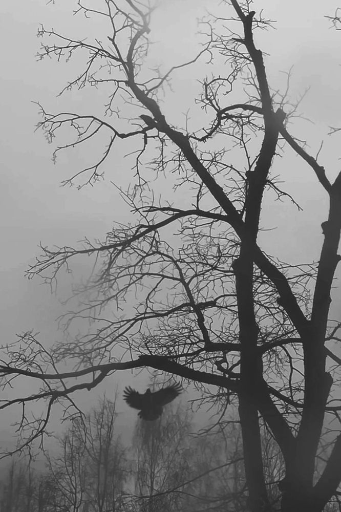 Photograph by Эльвира Полудницына