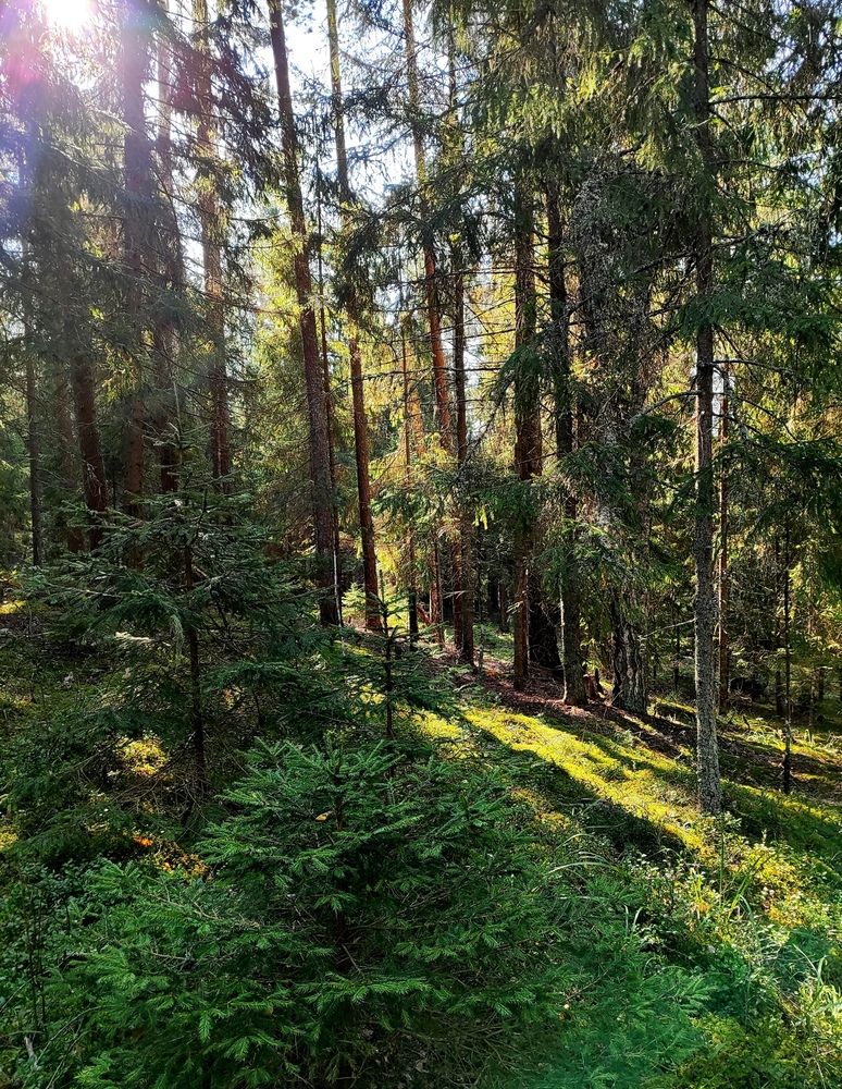 Photograph by Екатерина Борисовна Кузьмина