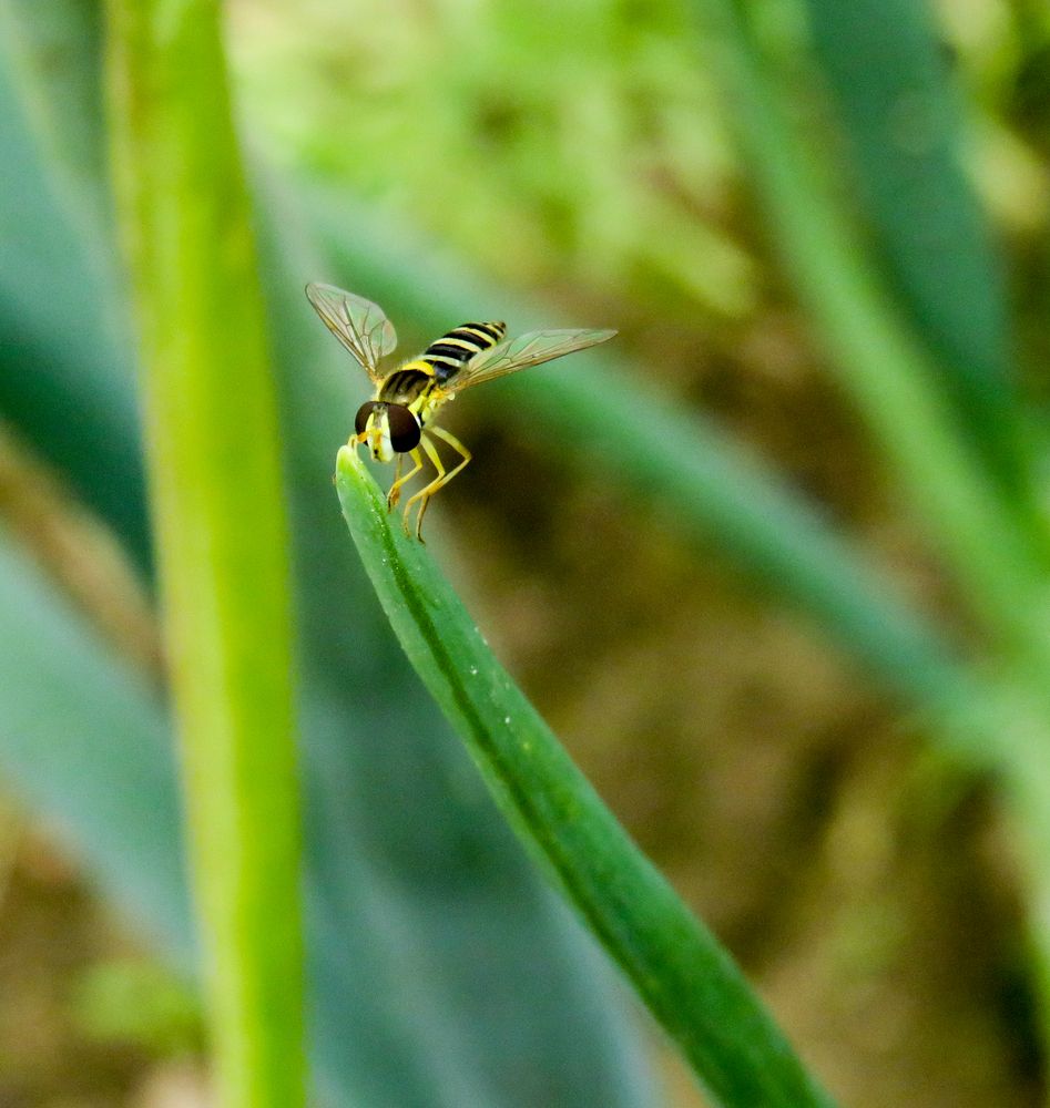Sphaerophoria scripta