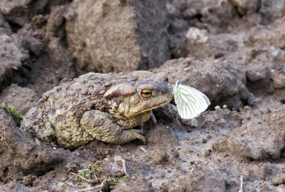 A butterfly sits on the toad\'s nose